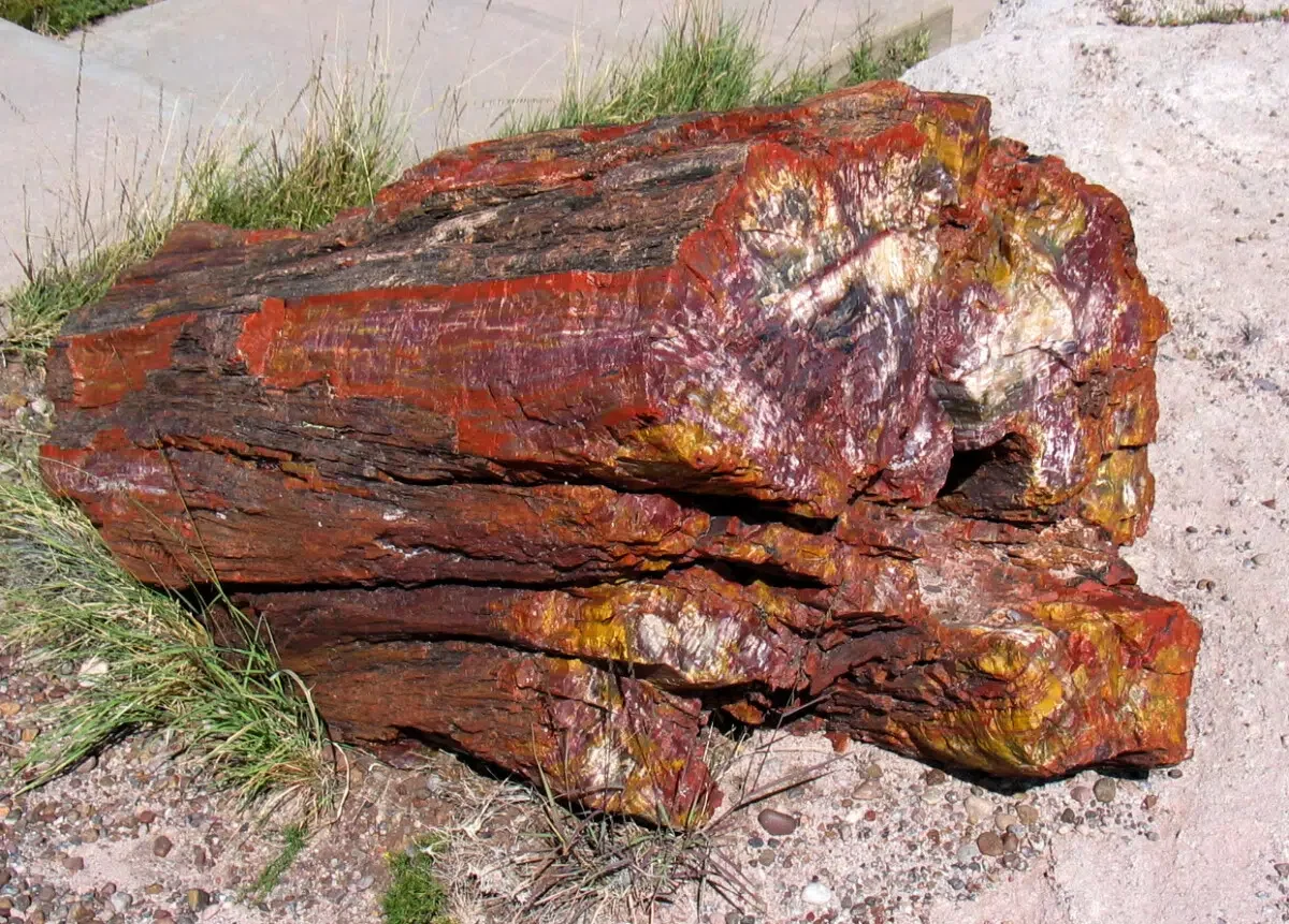 Colorful Petrified Wood - Arizona Road Trip