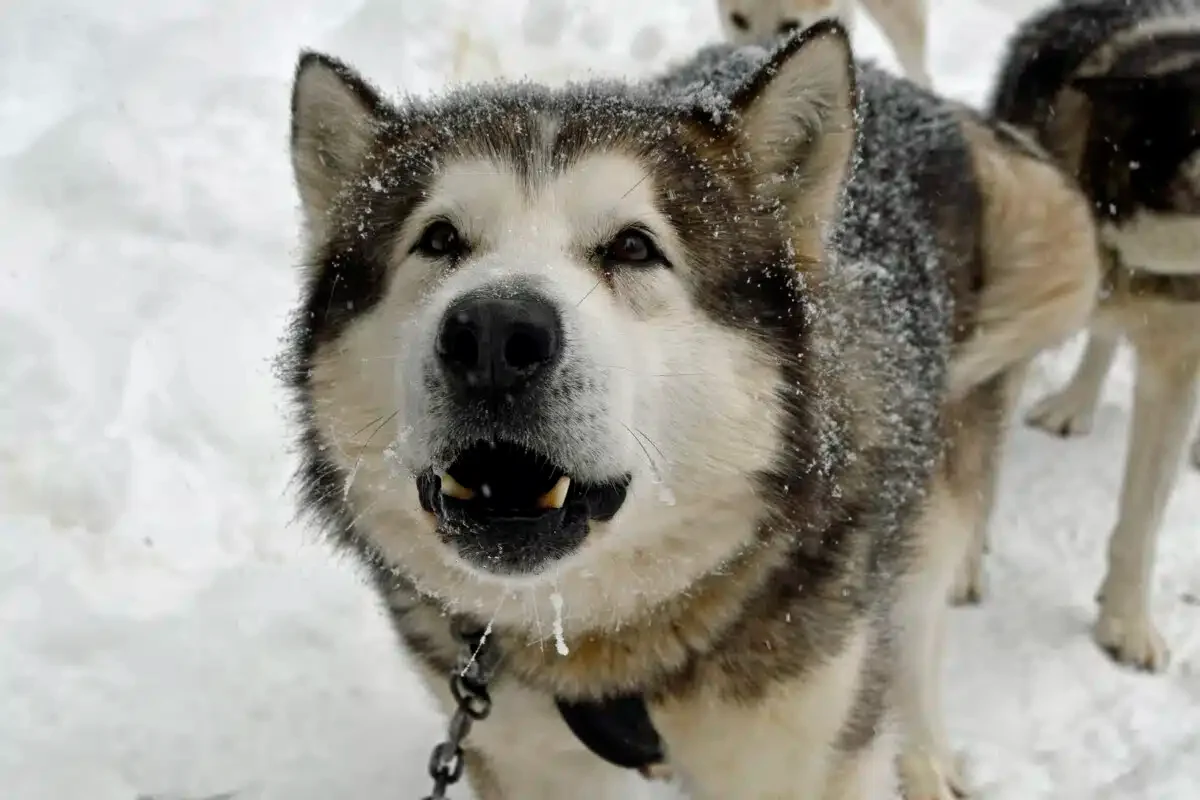The dogs eagerly wait for you to pet them after the ride