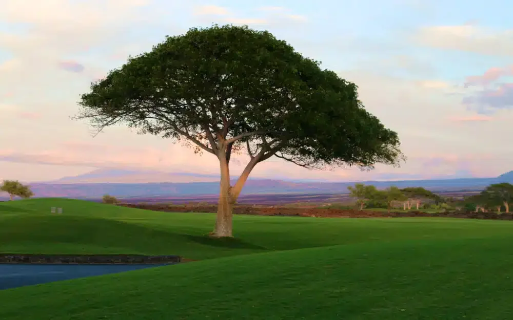 Single Tree in Four Seasons Resort Hualalai at Historic Ka'upulehu.