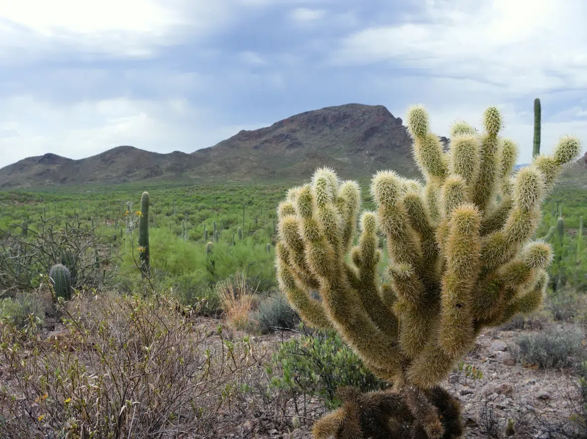 Cholla Cactus