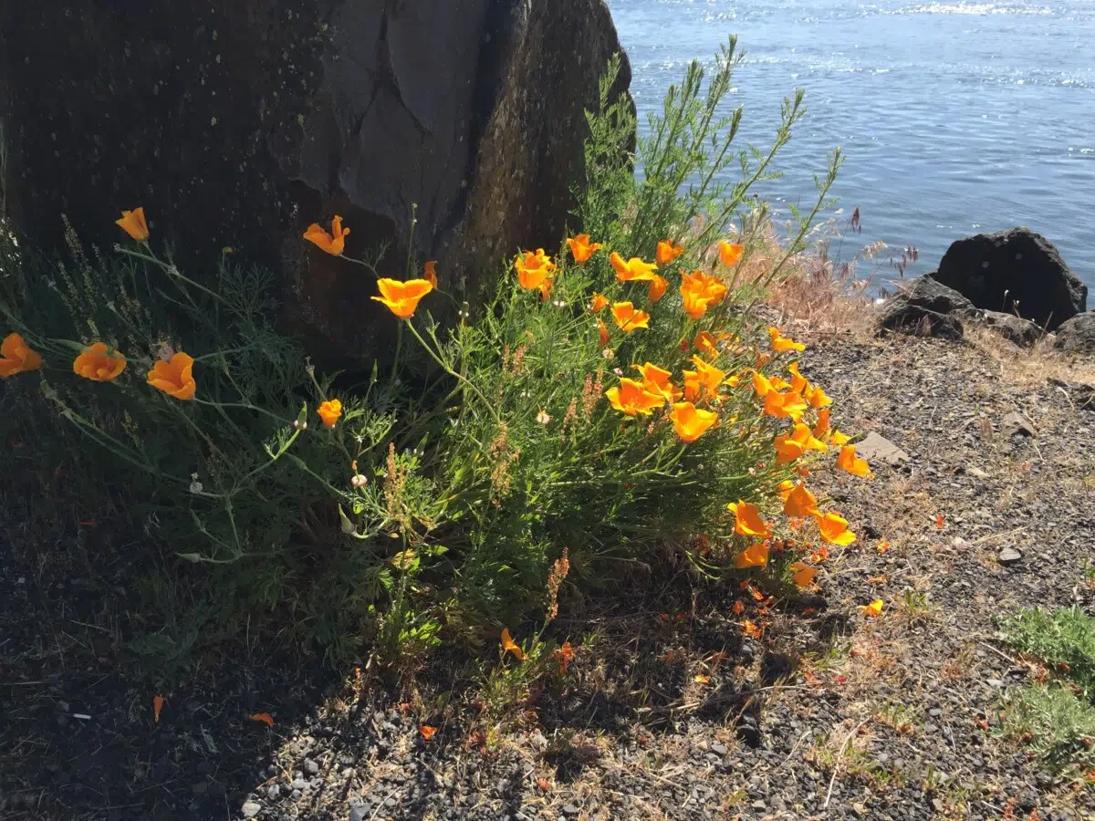 Eastern End of the Columbia Gorge