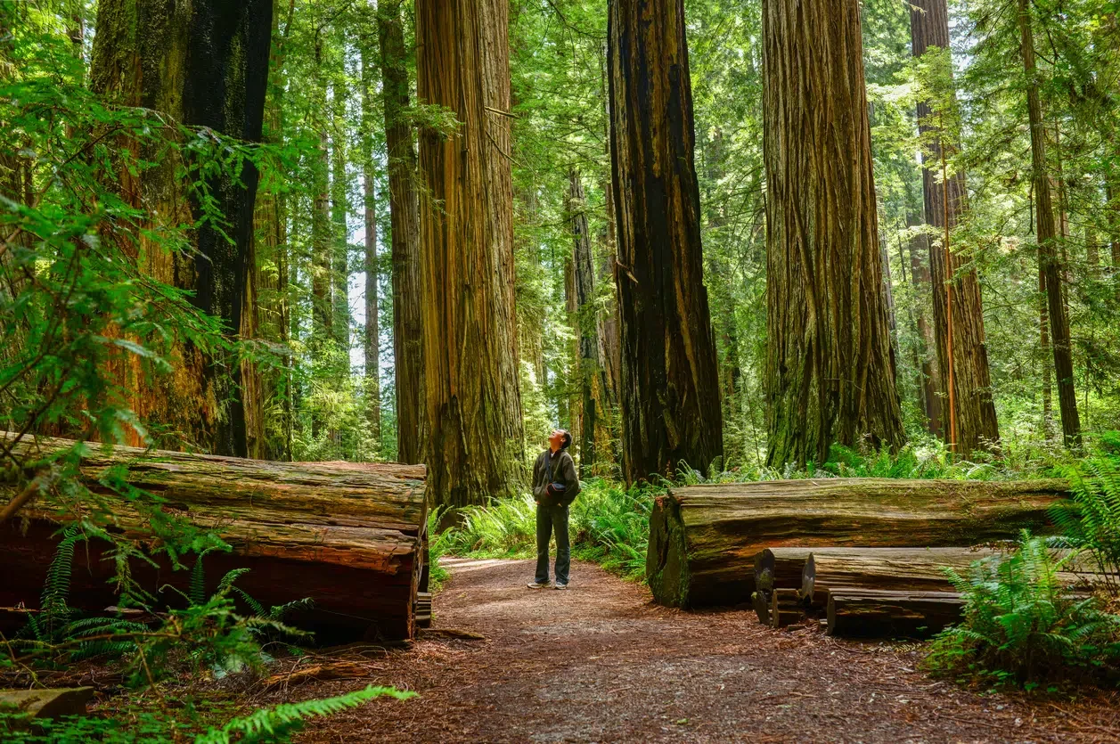 Man looking up at giant redwood trees at Redwood National Park