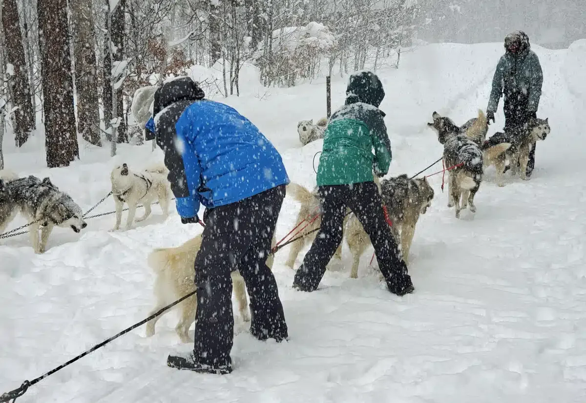 It takes several people to get the sled teams ready to go.
