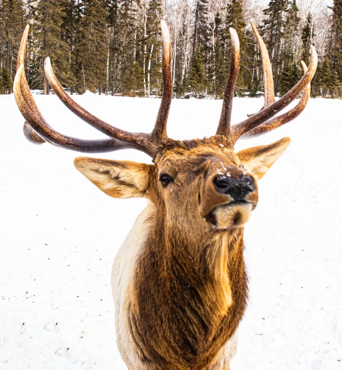 SAGUENAY 20200213 Saint-Felicien Zoo Sauvage