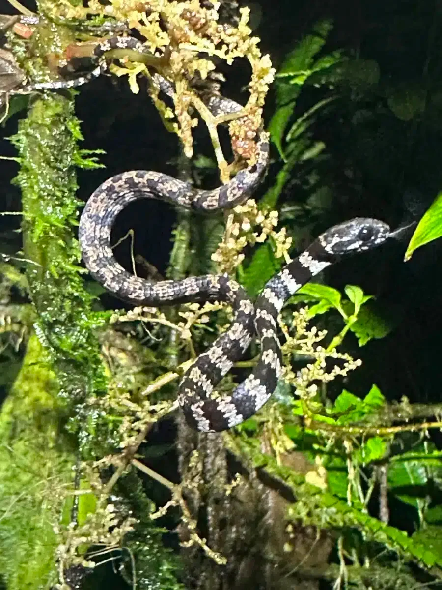 The elegant snail eater.