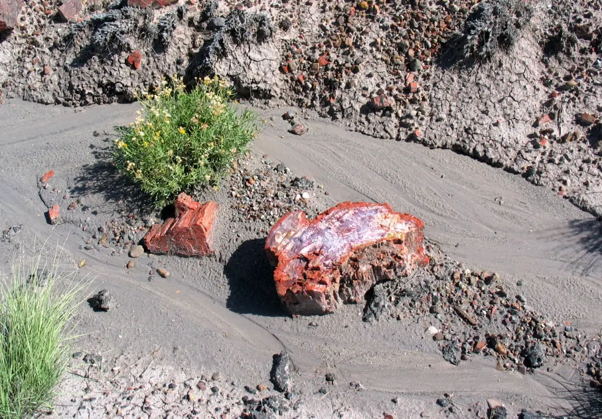 Petrified Wood - Arizona Road trip