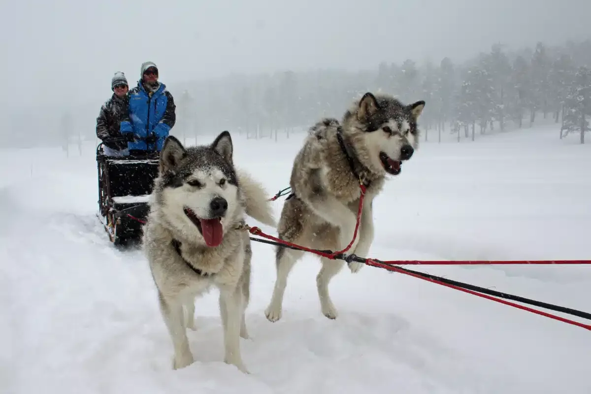 The dogs are eager to run when they hear, "Let's go!"