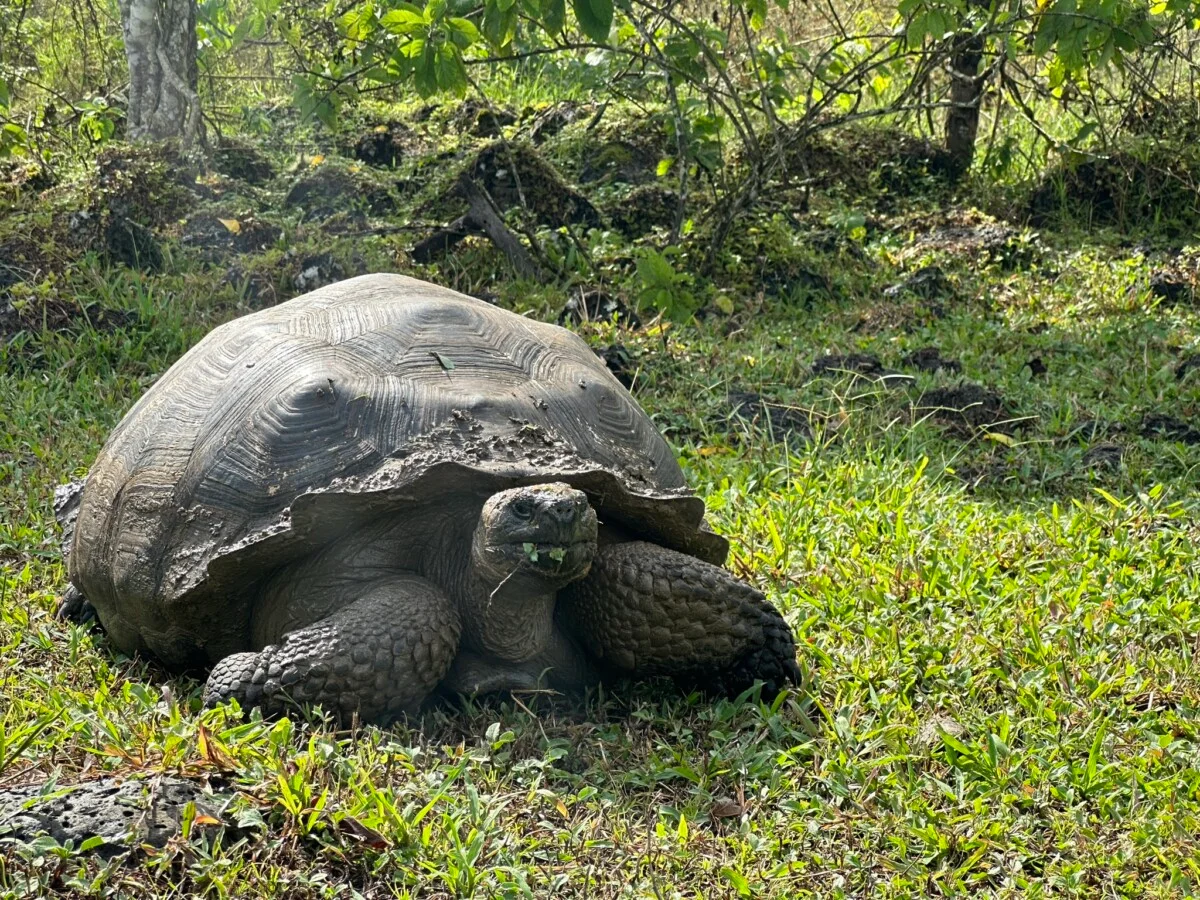 A giant tortoise in the Santa Cruz Highlands.