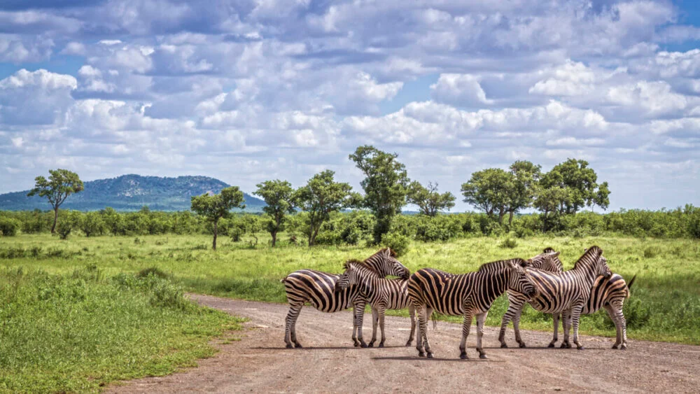 Plains zebra in Kruger National park, South Africa