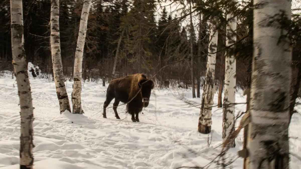 SAGUENAY 20200213 Saint-Felicien Zoo Sauvage