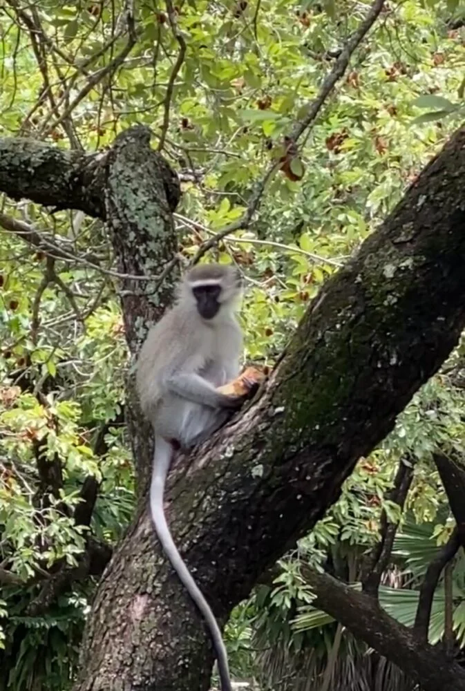 Naughty monkey with a biscuit. Photo by Linda Milks