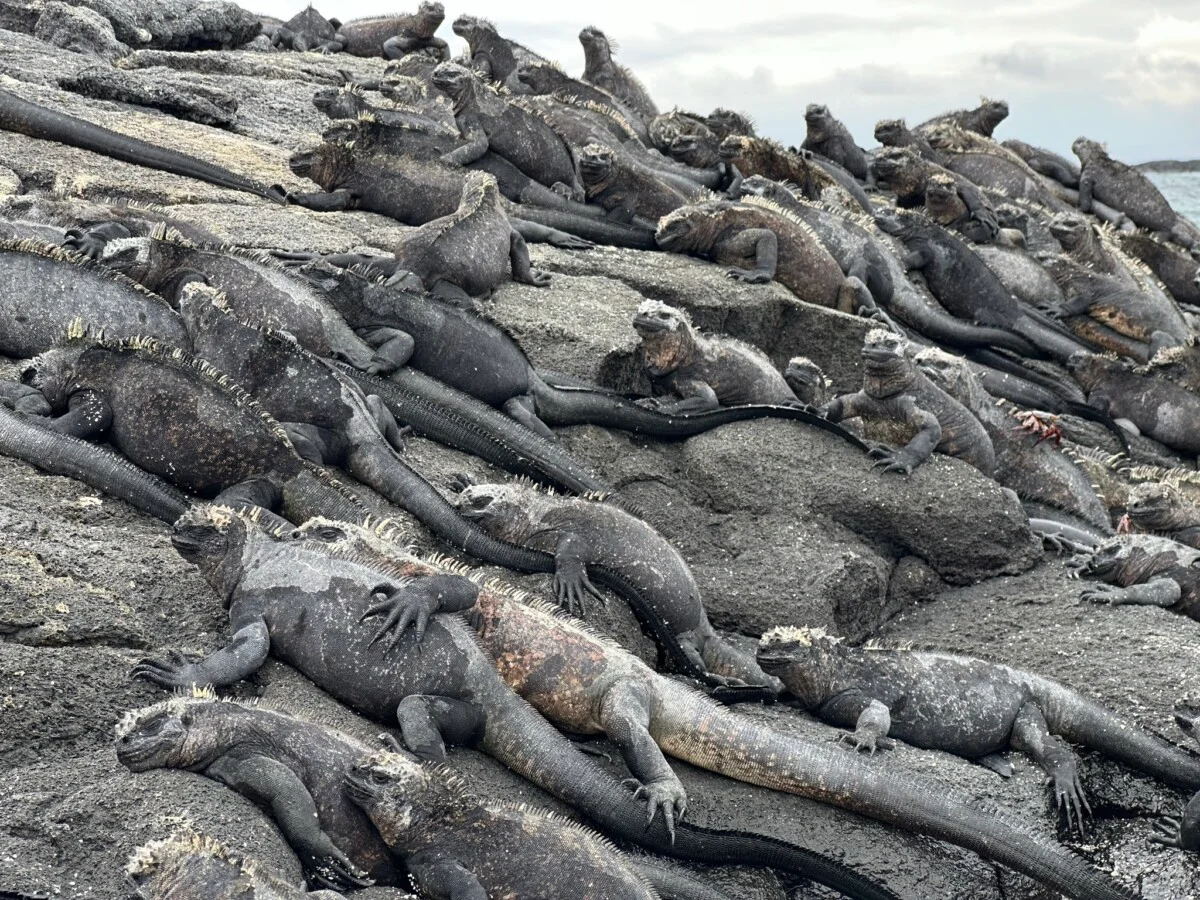 My favorite Galapagos animal is the adorable marine iguana.