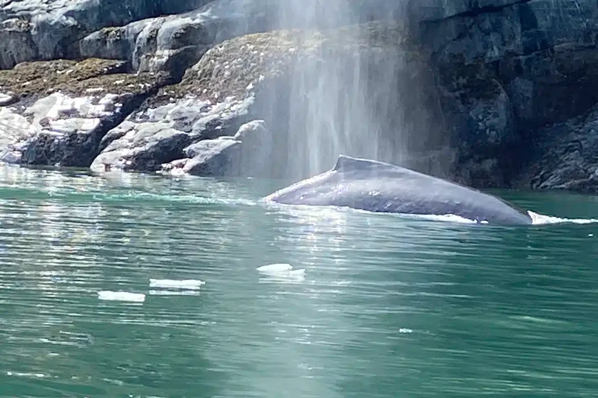 Whale in Endicott Arm, Alaska.