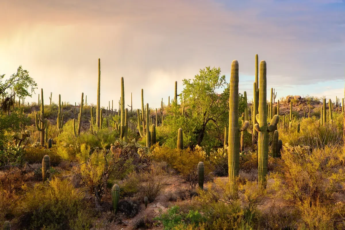 Vegetation in Saguaro National Park