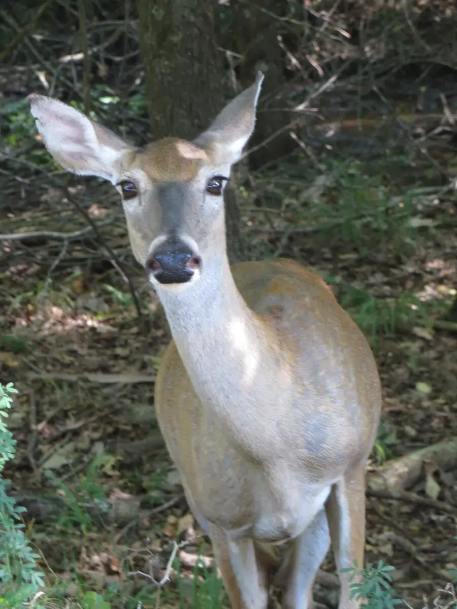 Beavers Bend Getaways