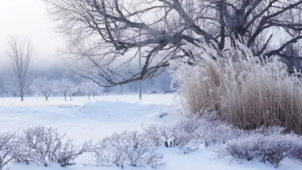 Beautiful Winter Camping Locations in the US