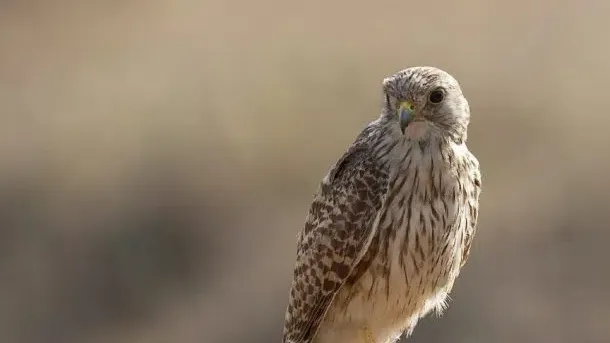 Top 5 Must-Visit Destinations for a Wildlife Tour in Jordan