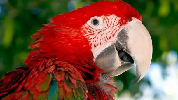 Eco-Lodge in Guyana: Adventure in the Amazon River Basin