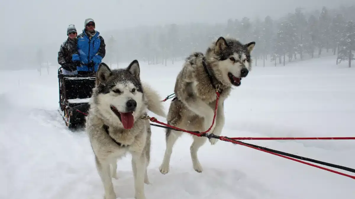 Try Something New: Dog Sledding in Colorado