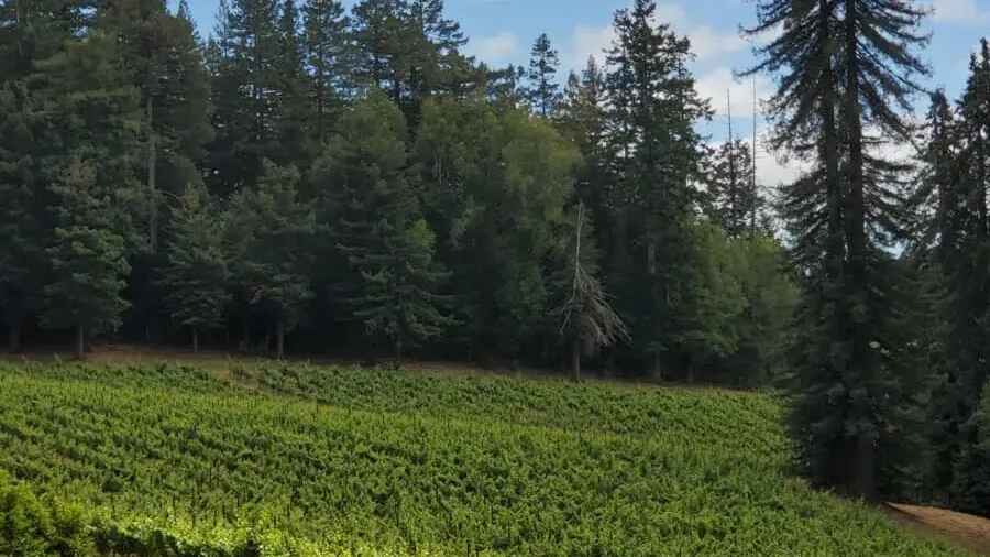 Forest Bathing: Learning to Be in the Moment