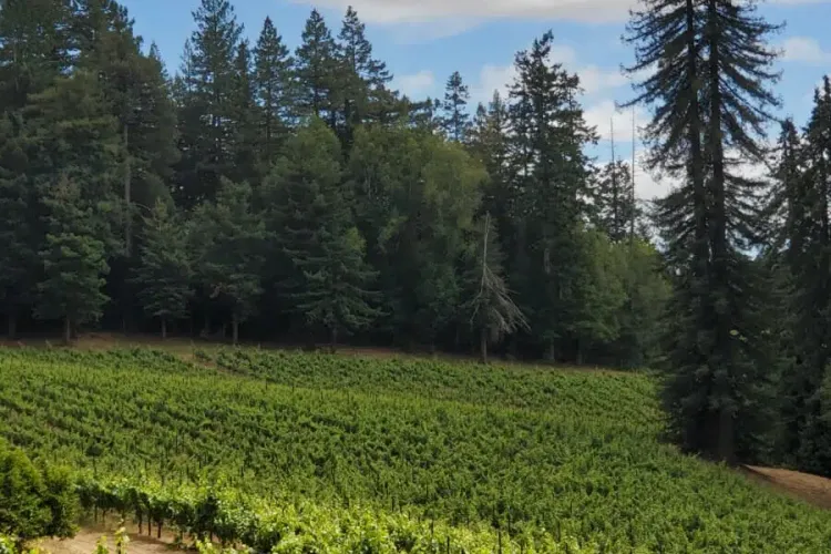 Forest Bathing: Learning to Be in the Moment