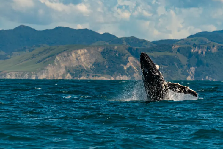Whale Watching in Kaikoura: An Unforgettable Experience