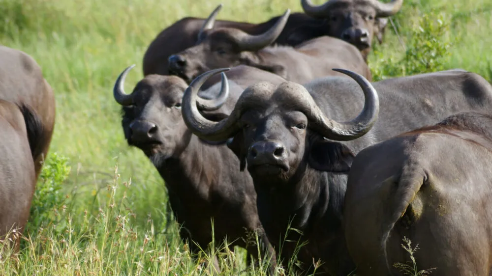 Tips on How to Choose Safari Tours in South Africa