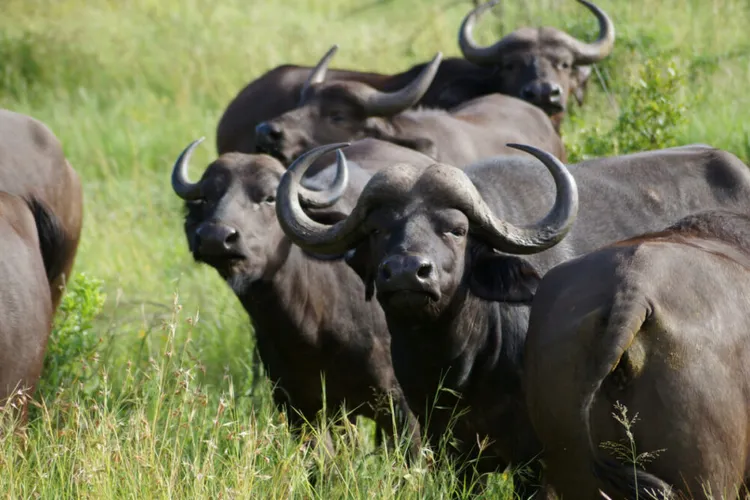 Tips on How to Choose Safari Tours in South Africa