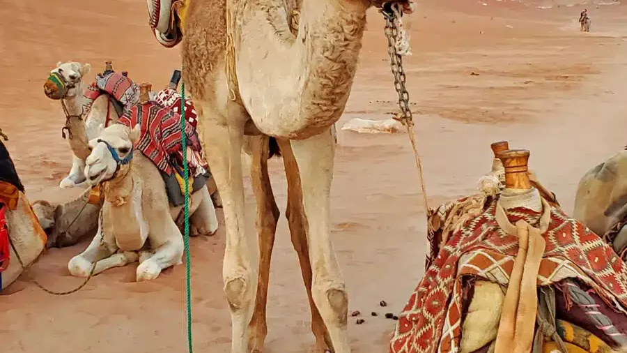 Ultimate Guide to 2 Days in Wadi Rum