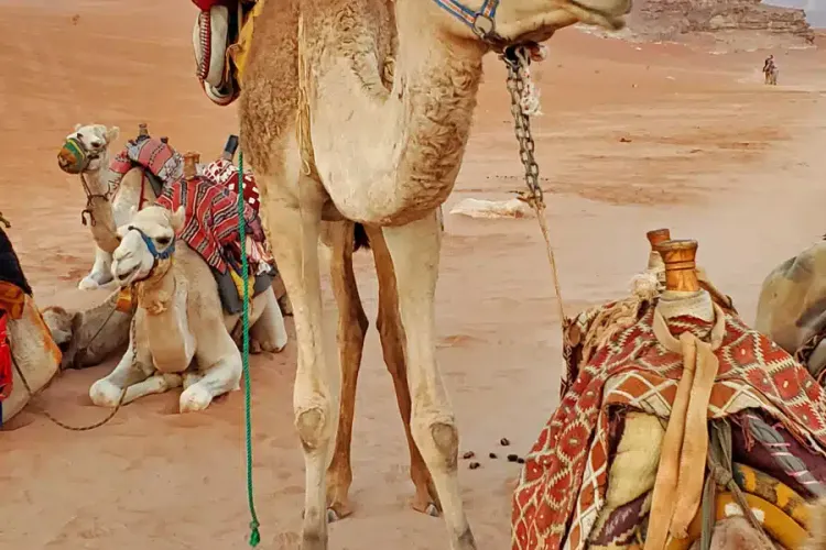 Ultimate Guide to 2 Days in Wadi Rum