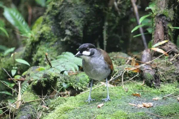 The Jocotoco Antpitta spotted on a wellness retreat in Ecuador