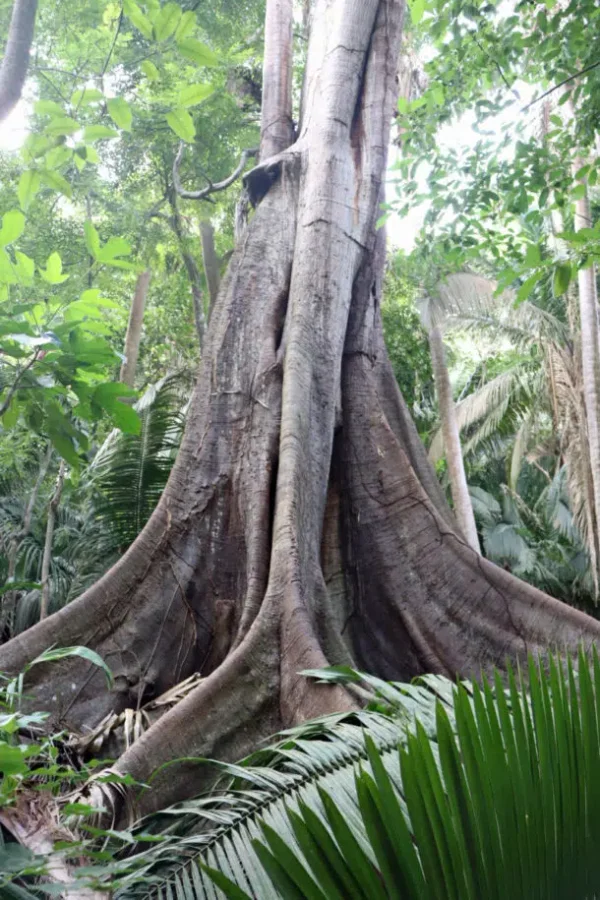 Lo de Perla Jungle Adventure