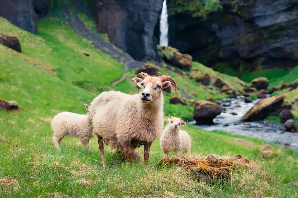 Sheep in a field with a stream and waterfall.