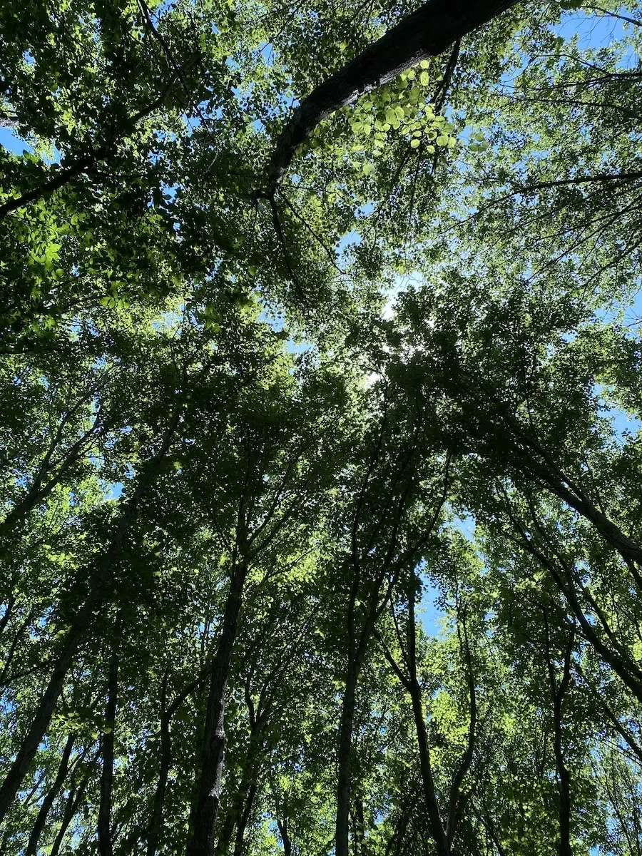 Mahoney State Park Cabins