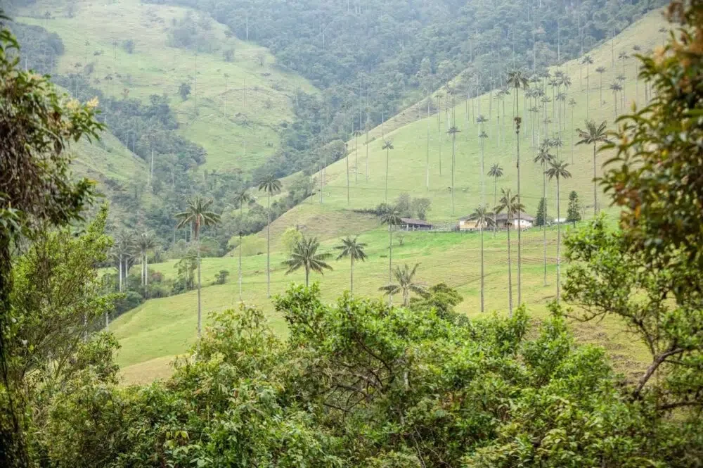 Valle de Cocora, Columbia