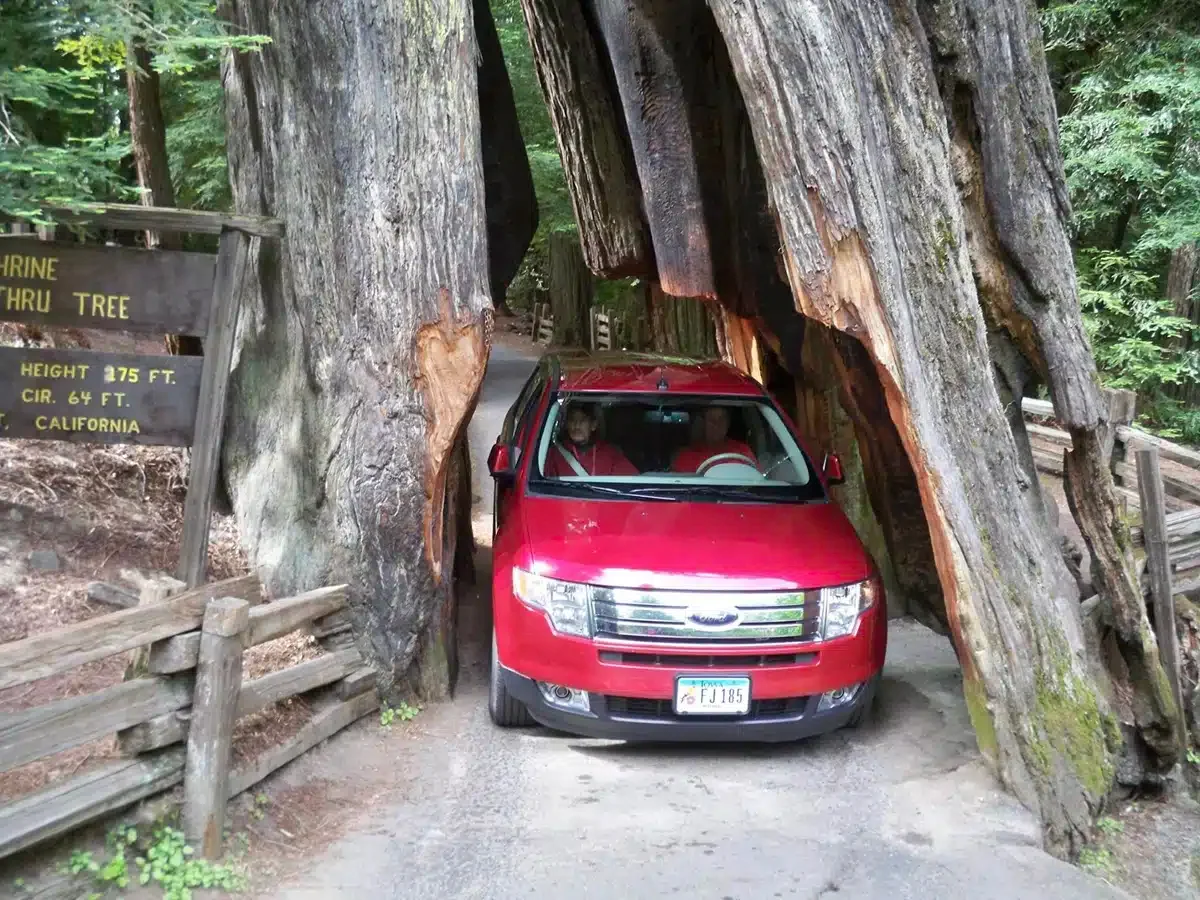 Shrine drive thru tree at Avenue of the Giants