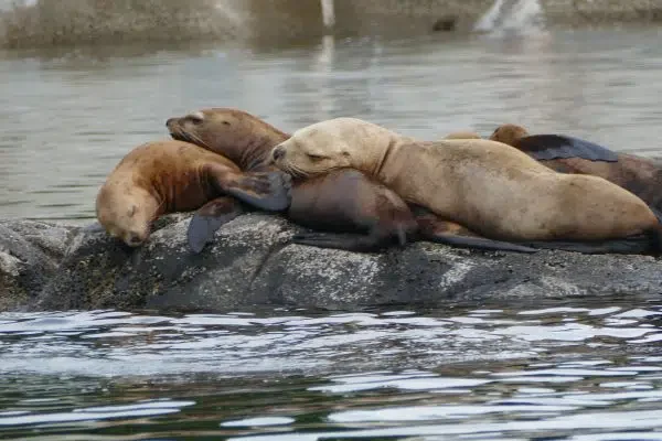British Columbia's First Nations people