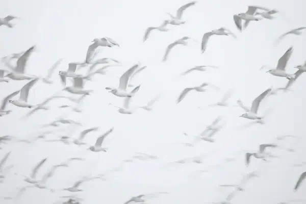 Wildlife Tour in Jordan