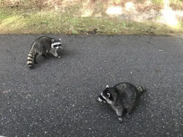 Two raccoons in the street