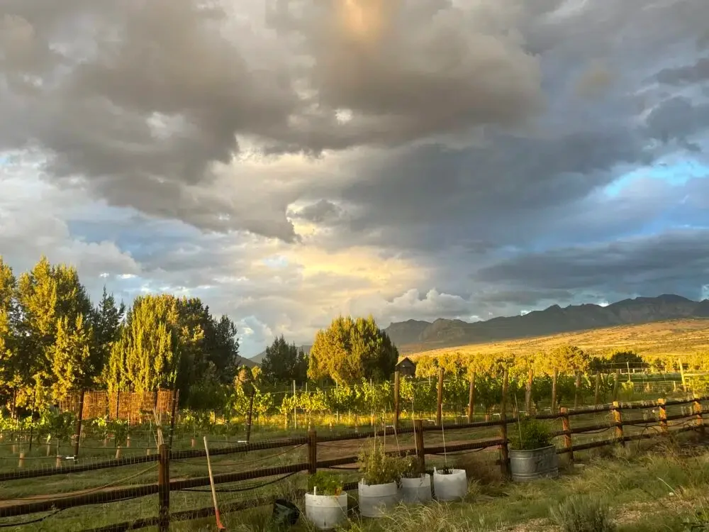 A vineyard in Southern Utah