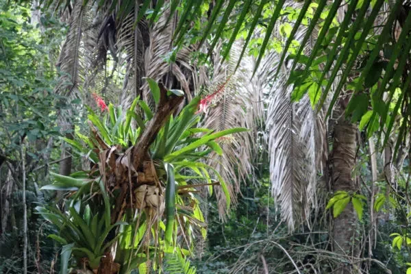 Jungle Adventure in Nayarit