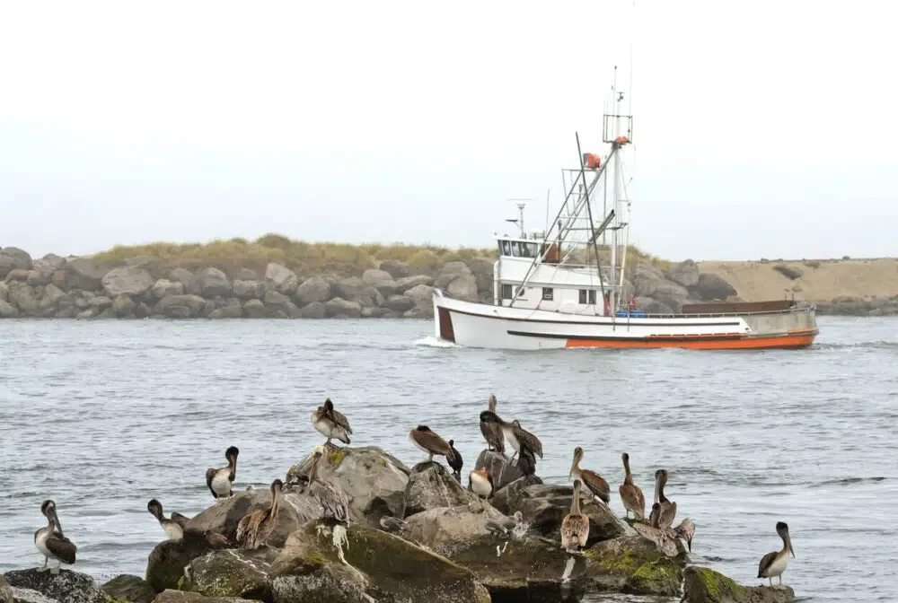 A large commercial fishing boat leaves Yaquina Harbor at Newport Oregon