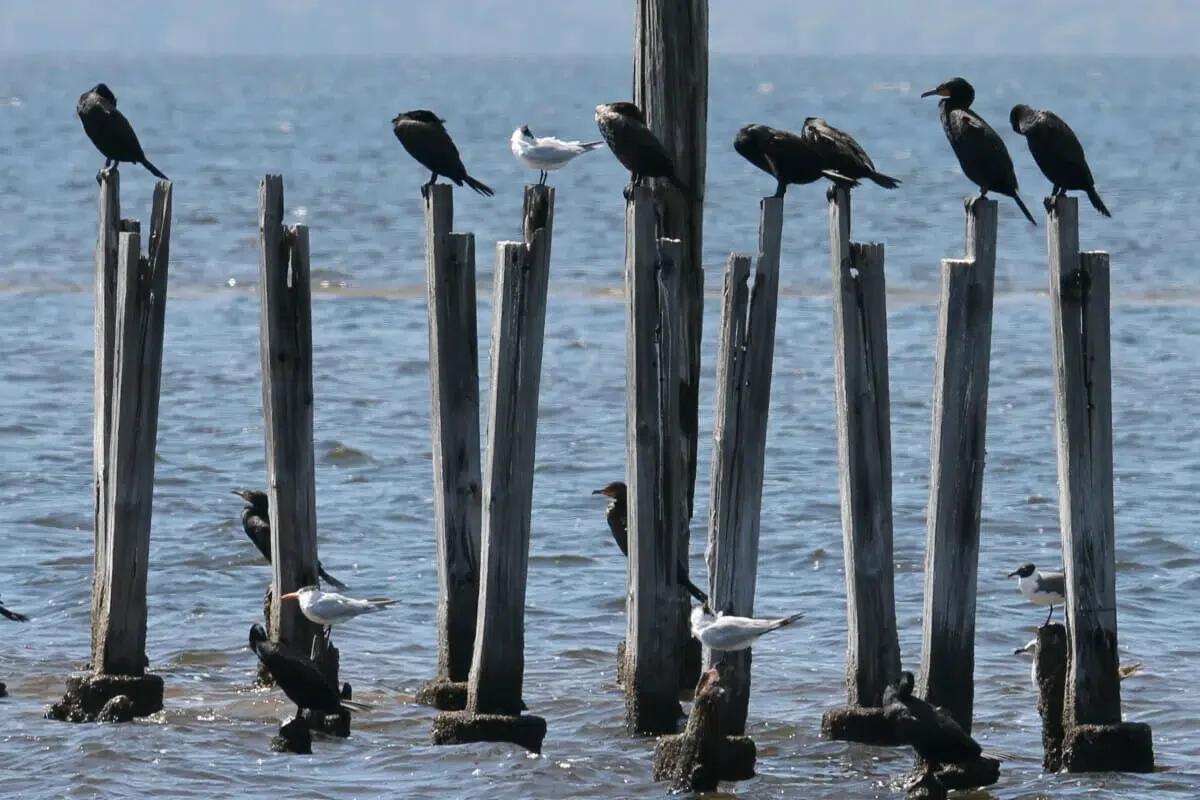 St. Marks National Wildlife Refuge