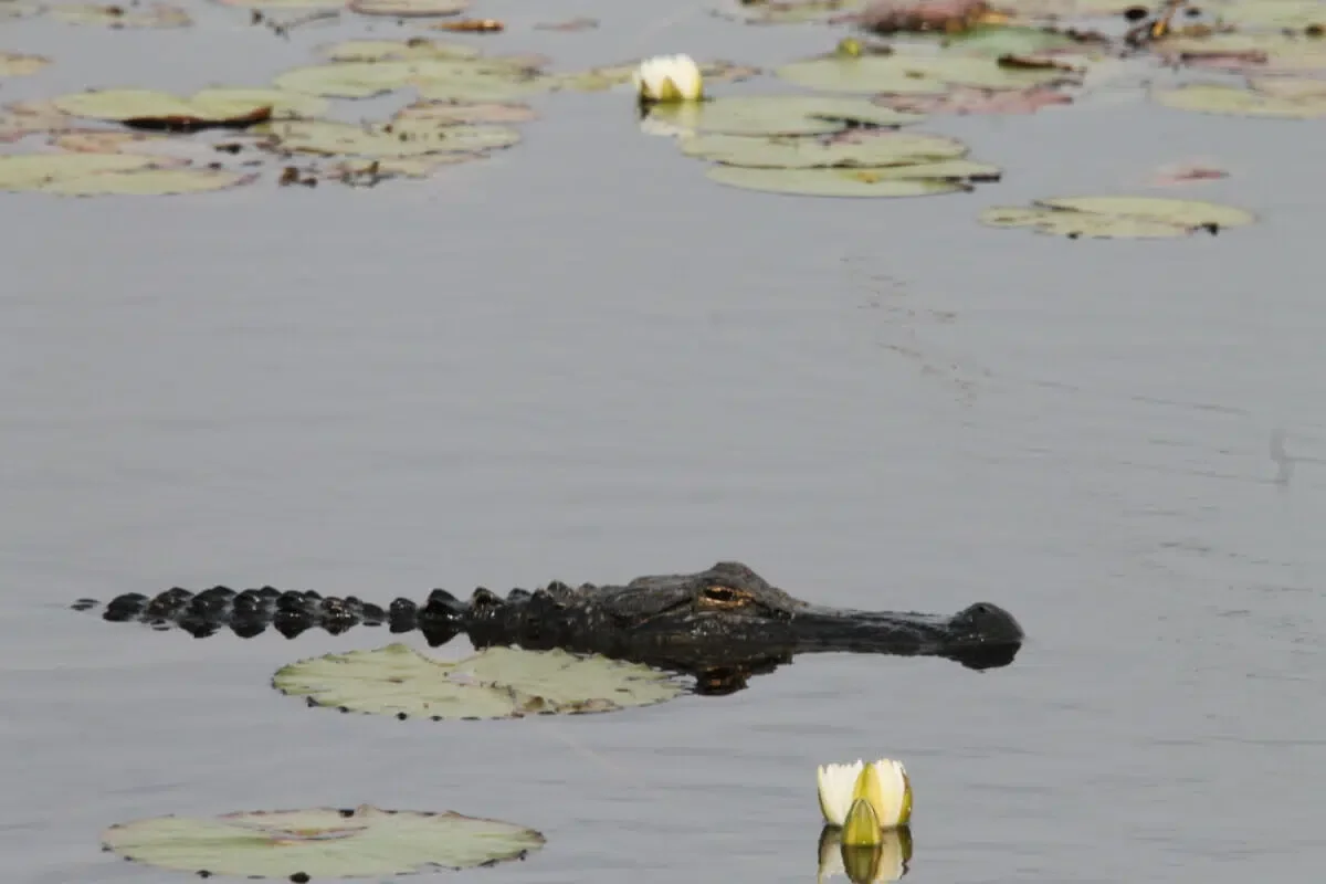 St. Marks National Wildlife Refuge