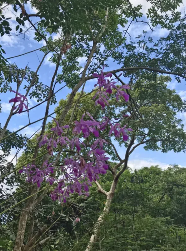 Lo de Perla Jungle Adventure