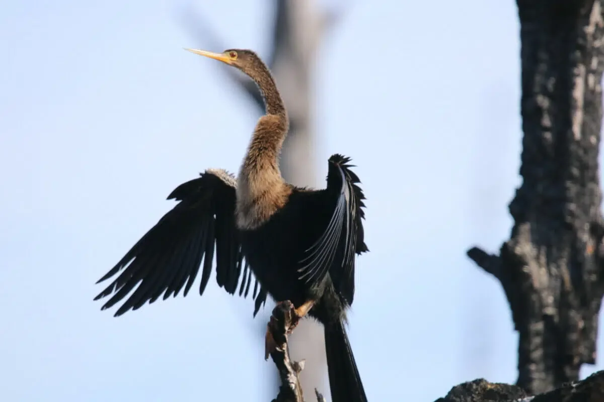 St. Marks National Wildlife Refuge