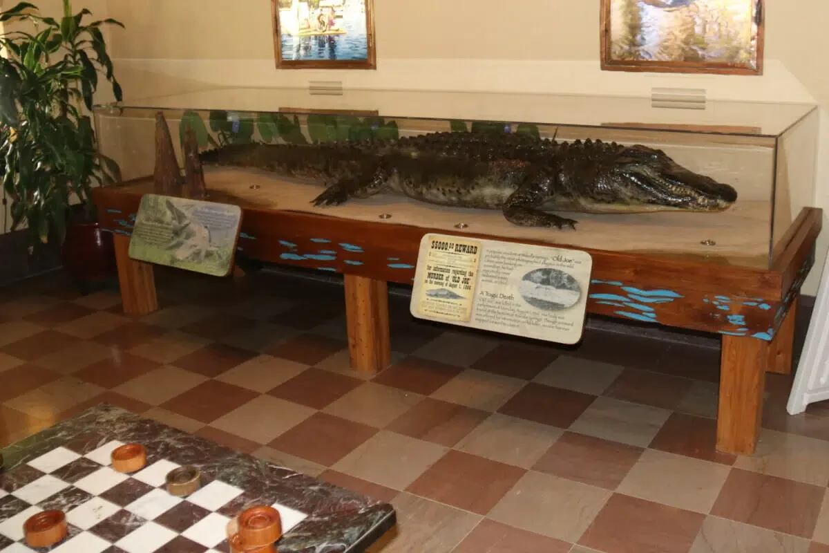 Alligator Displayed at the Lodge at Wakulla Springs Park
