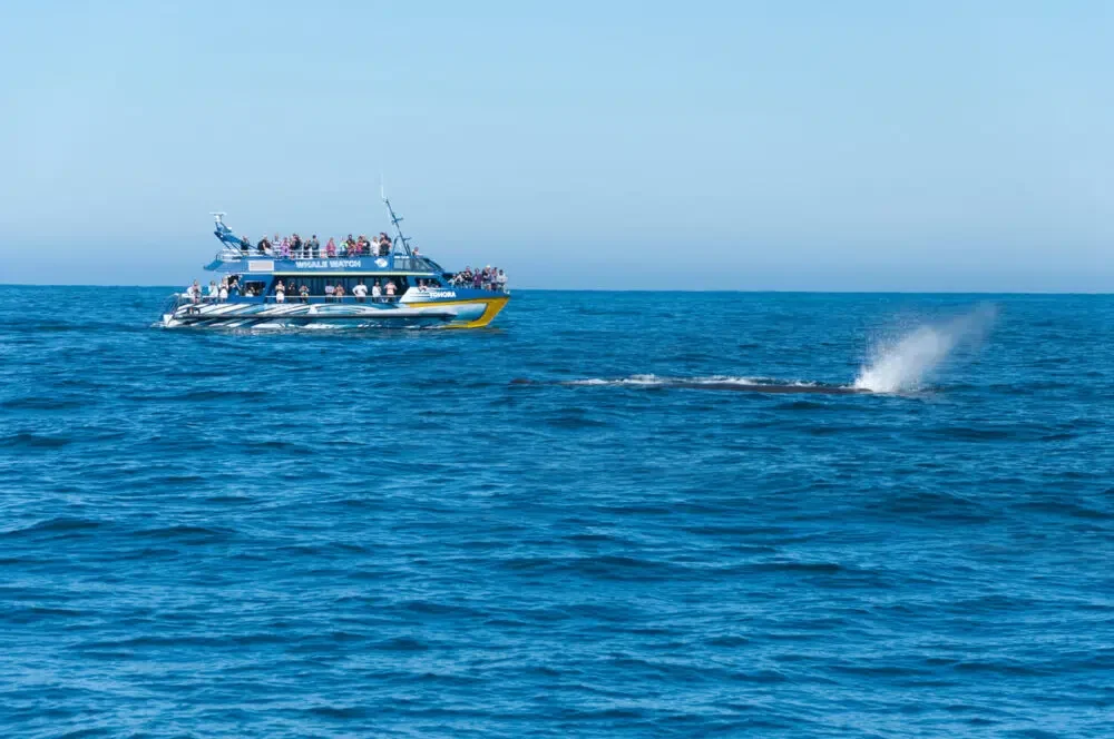 whale watching tour watching a sperm whale near Kaikoura, New Zealand