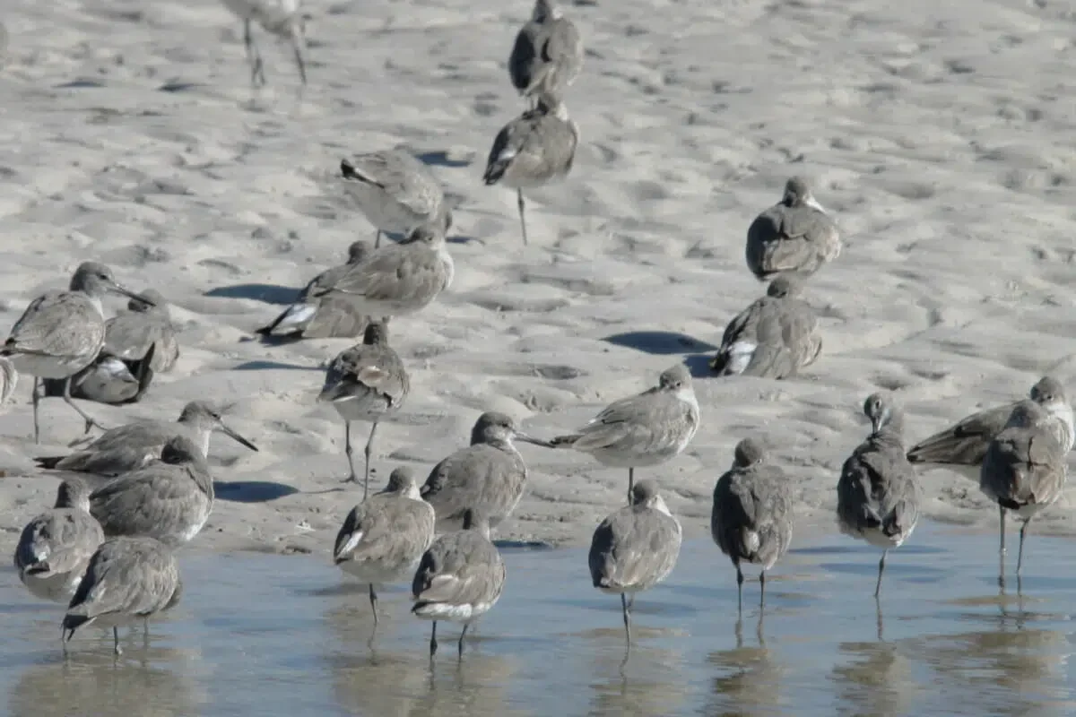 St. Marks National Wildlife Refuge