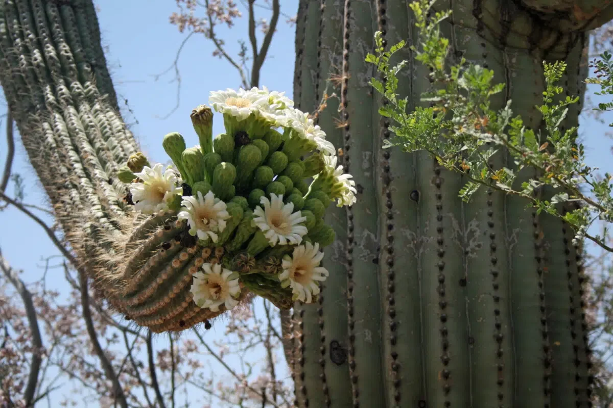 Saguaro Flowers - Saguaro Cactus